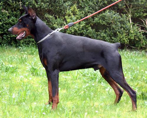 Nordsea Pride Farao | Black Doberman Pinscher