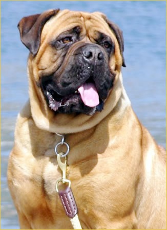 I Bravi Ragazzi Jazz Singer | Bullmastiff 