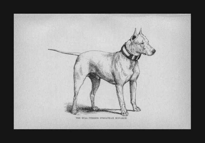 Streatham Monarch | Bull Terrier 