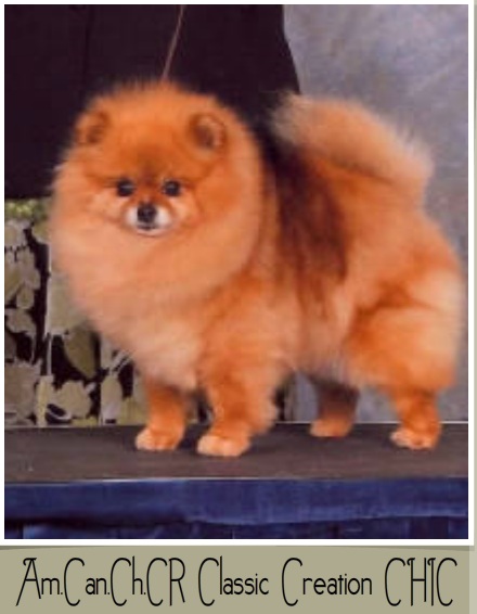 CR Classic Creation CHIC | Pomeranian 