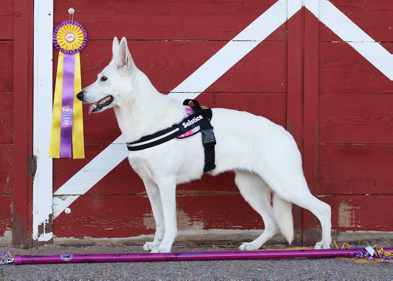 Royal Autumn Twilight | White Swiss Shepherd Dog 