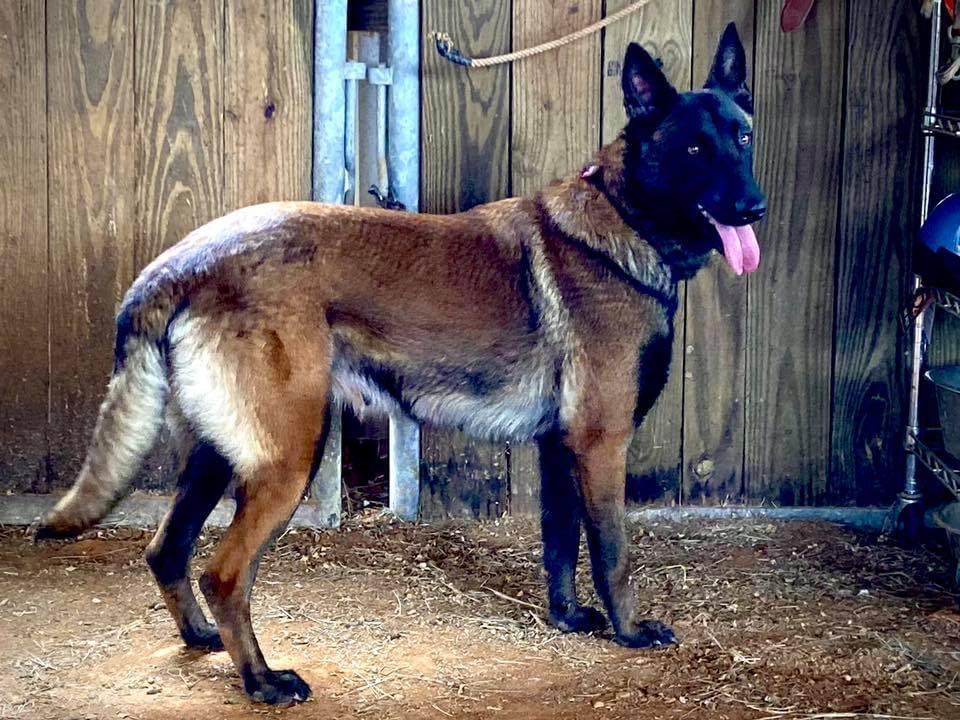 Nola of Joppa | Belgian Malinois 