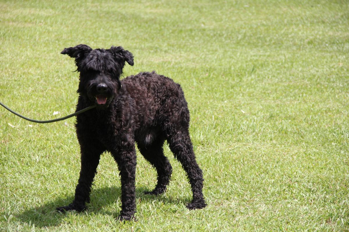 Ecko Duke-Kia De Maitre de Noir | Bouvier des Flandres 