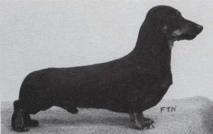 Dalegarth Blackjack | Dachshund 