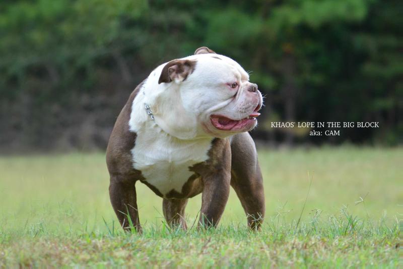 KHAOS' LOPE IN THE BIG BLOCK | Olde English Bulldogge 