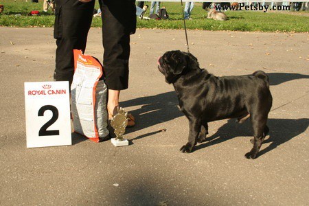 Tagritania Prekrasny Prints | Pug 