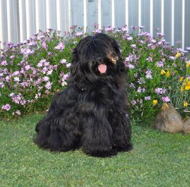 CAERLAVEROCK WA-LE BYAD-MA | Tibetan Terrier 