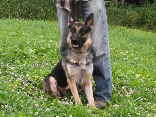 Mayble vom haus kartner | German Shepherd Dog 