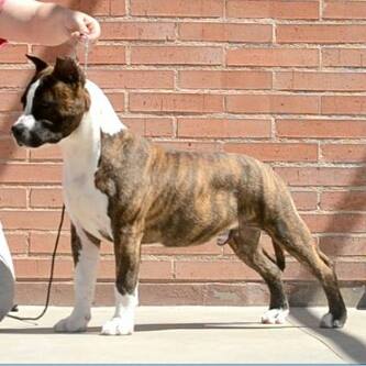 Thunderbully Baby Boy | American Staffordshire Terrier 
