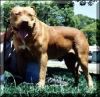 Grandson Of Savage Of Dagger | American Pit Bull Terrier 