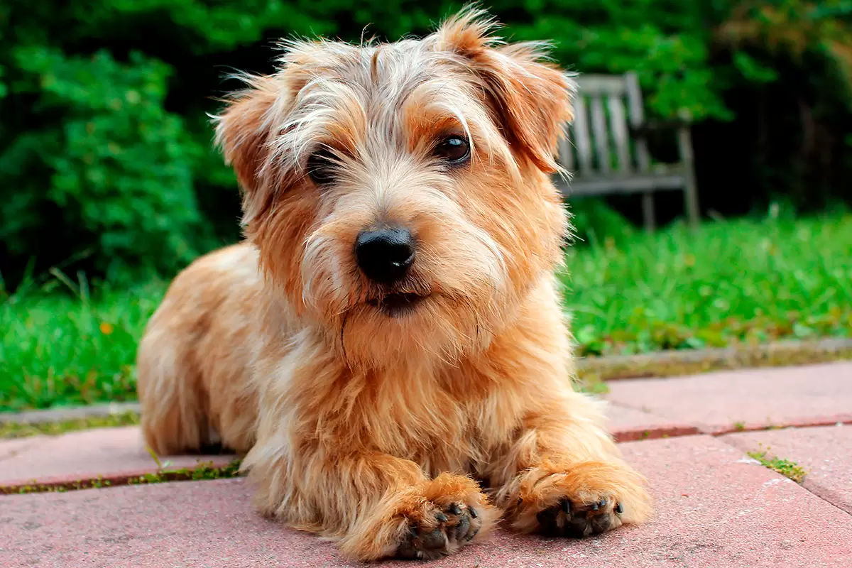 Norfolk Terrier