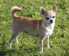 NIKOLI'S HEAVEN ON EARTH | Chihuahua 