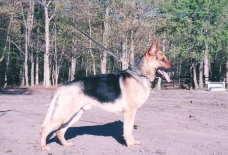 Basco von Jagermeister | German Shepherd Dog 