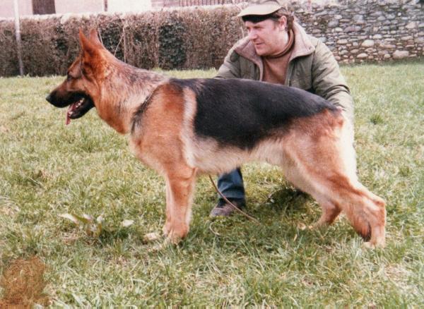 Quindo von Arminius | German Shepherd Dog 