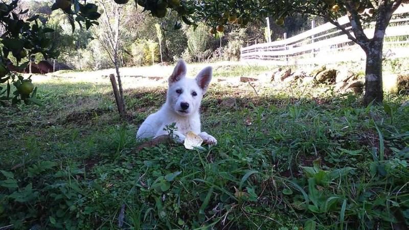 Blue Von Dream Shepherd´s | White Swiss Shepherd Dog 