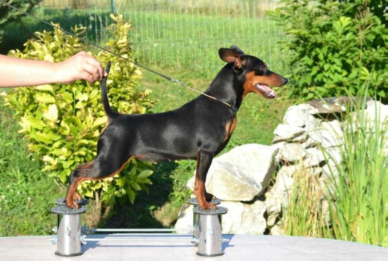 DAWINA QUEEN      OF TRANSYLVANIAN LEGEND | Miniature Pinscher 