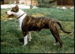 Angie's Calamity Jane | American Staffordshire Terrier 