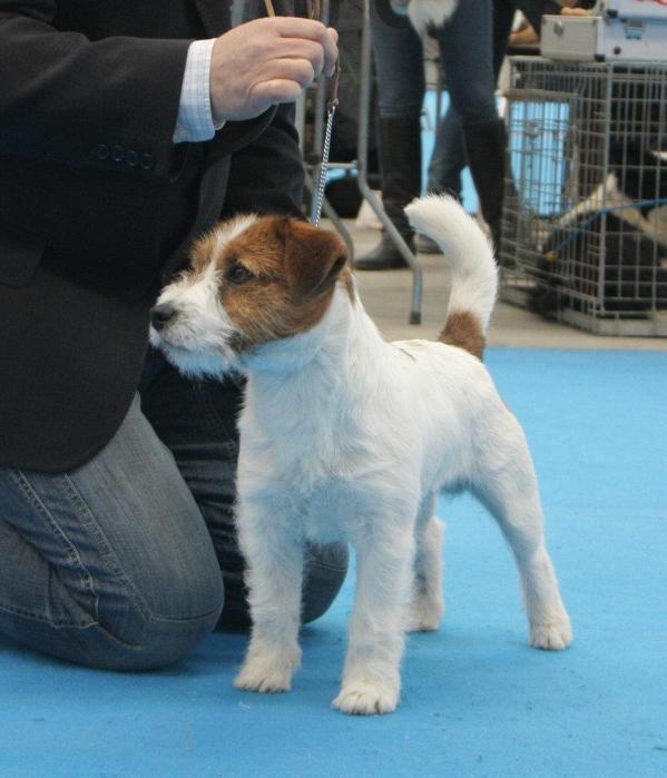 Xerotituli della boschiera | Jack Russell Terrier 