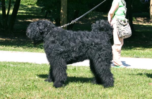 Chiarodiluna | Bouvier des Flandres 