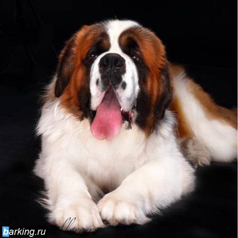 LASQUITE'S LORD OF THE RING | Saint Bernard 