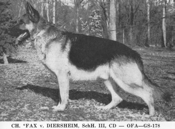 Fax vom Diersheim | German Shepherd Dog 