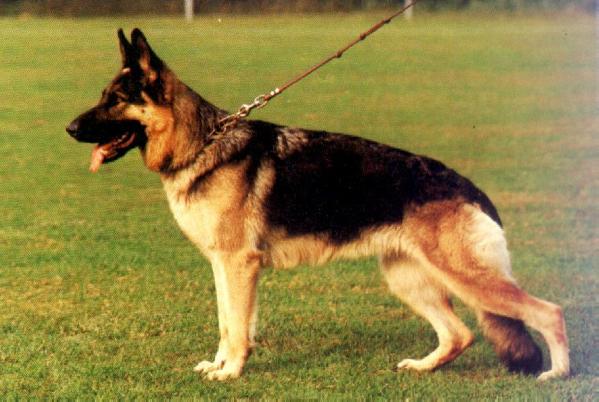 Perle vom Alexyrvo Hof | German Shepherd Dog 