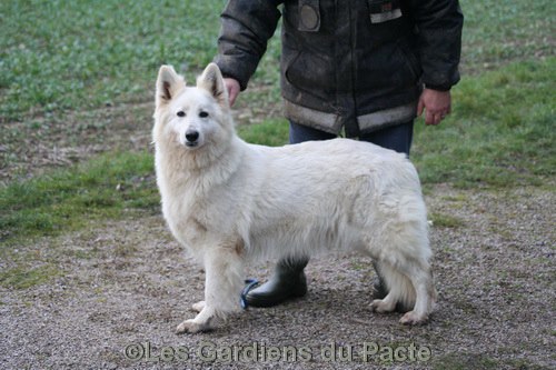 Elite USA Winter des Gardiens du Pacte | White Swiss Shepherd Dog 