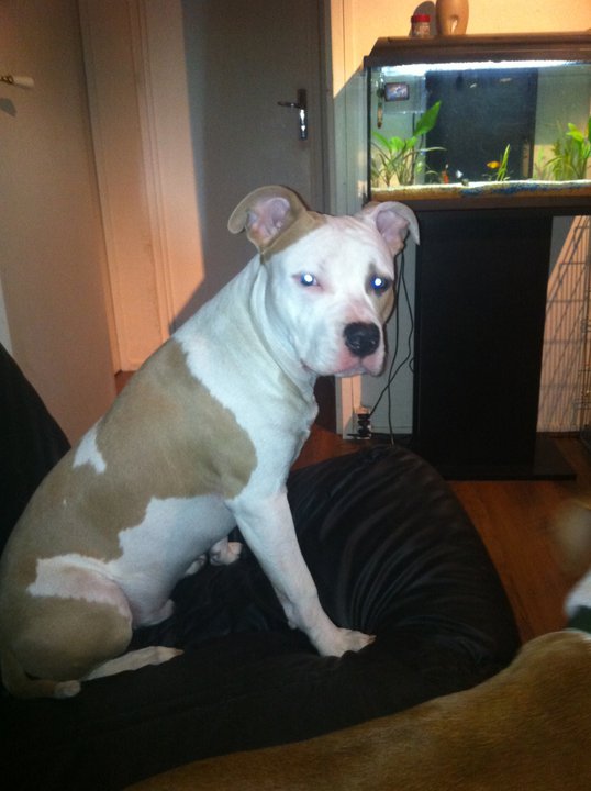 Pacific Blue Sky Fendi | American Staffordshire Terrier 
