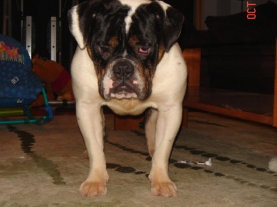 Pacific Blue's Gebert's Domino | Olde English Bulldogge 