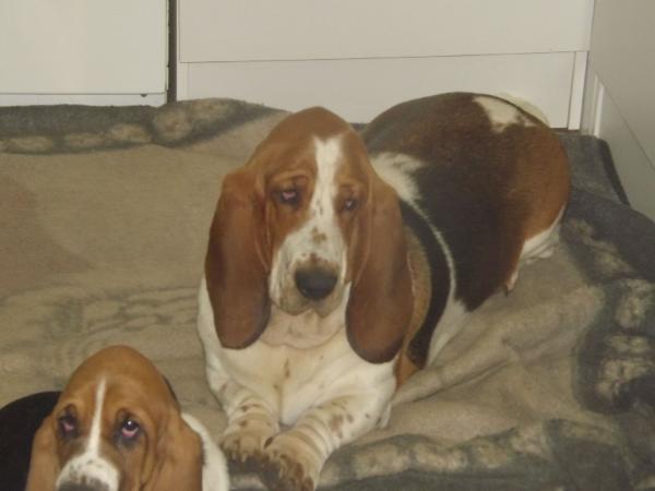 Geaky Des Ombres D'einstein | Basset Hound 