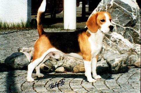 Royal Touch Umberto III | Beagle 