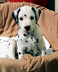 Dellys vom Hause Lutzina | Dalmatian 