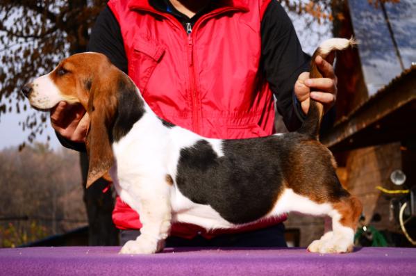 QUANTAS-NAPOCA LOLITA | Basset Hound 