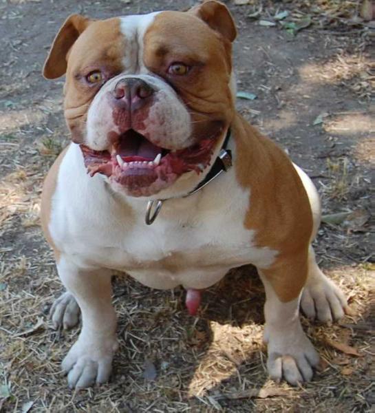 MANSTOPPERS Ch Oranje of Sharps | American Bulldog 