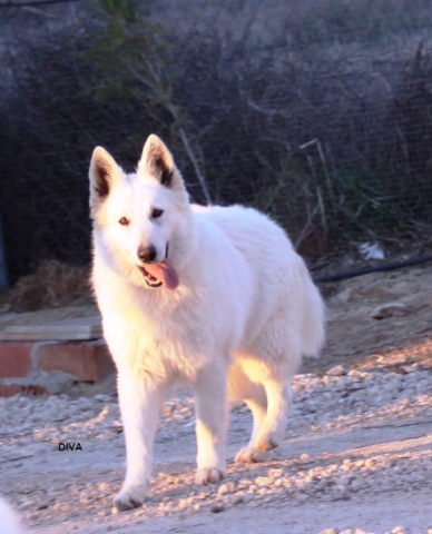 Diva Du Manoir De La Roche Blanche | White Swiss Shepherd Dog 