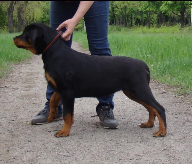 Zemfira Teren | Rottweiler 