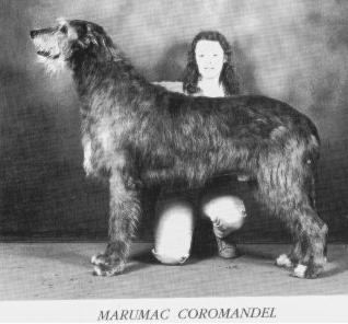 Marumac Coromandel | Irish Wolfhound 