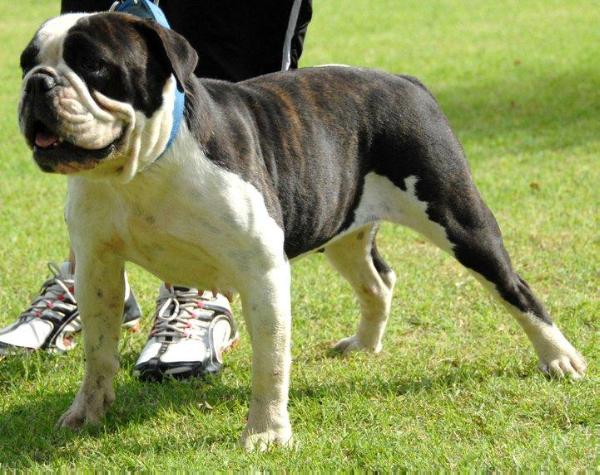 Mcleain's Baby Doll | Olde English Bulldogge 