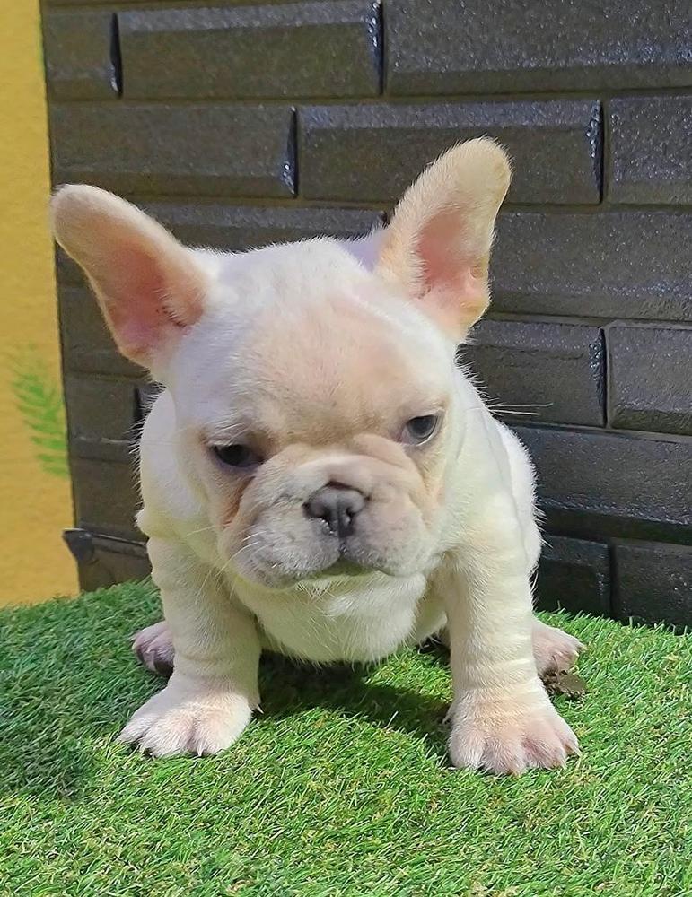 Alpin's Tekila Of D.S Frenchies | French Bulldog 