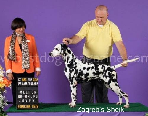 Zagreb Sheik | Dalmatian 