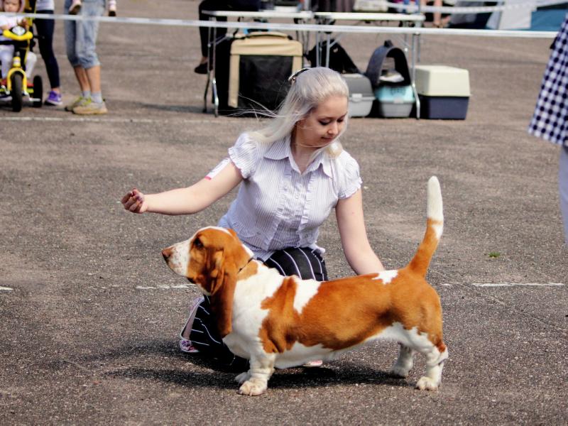 Oriola Queens Hermelin | Basset Hound 