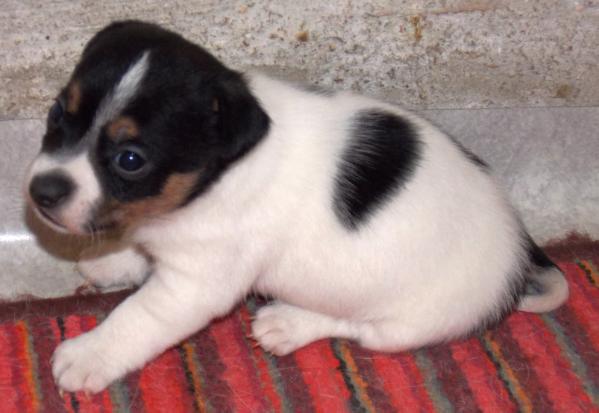 Cesare di san ruffino | Jack Russell Terrier 