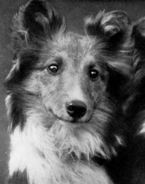 Eltham Park Evan | Shetland Sheepdog 