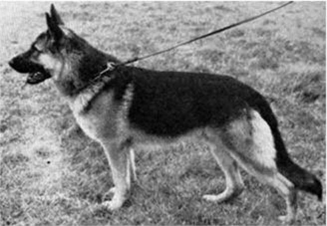 Lork vom Eningsfeld | German Shepherd Dog 