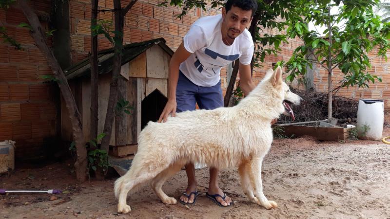 Snow Memphis da Casa Barbosa | White Swiss Shepherd Dog 