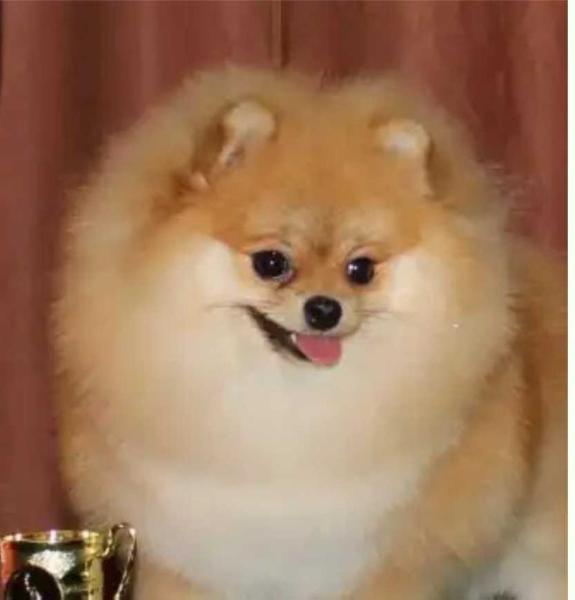El Oro Mi mekhovushka kolobushka | Pomeranian 