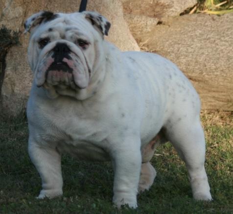 Sweet V’ Taste of Loyalty | Olde English Bulldogge 