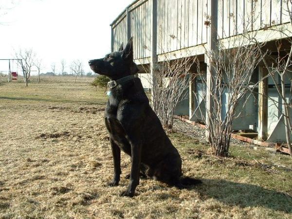 Venom | Dutch Shepherd 