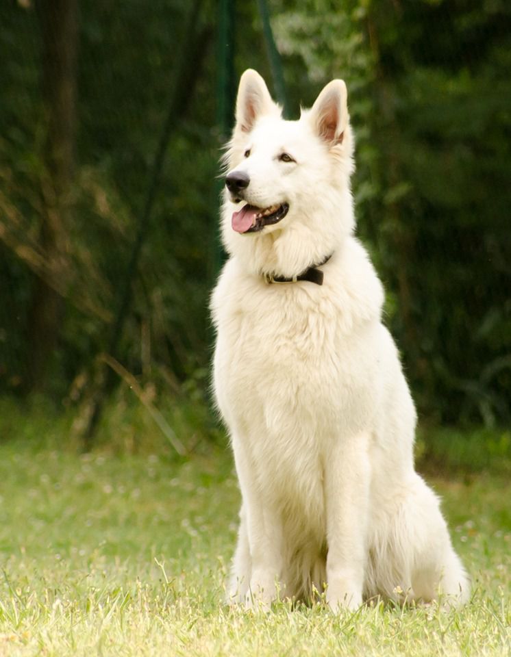 Forja la Gebrada | White Swiss Shepherd Dog 