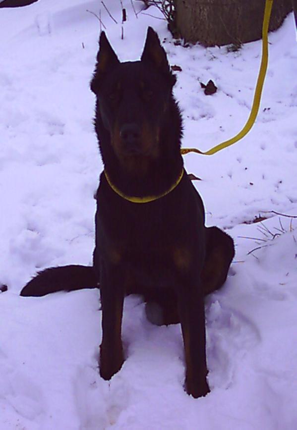 Volga Kingson | Beauceron 